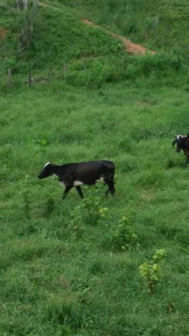 Vaca Girolando