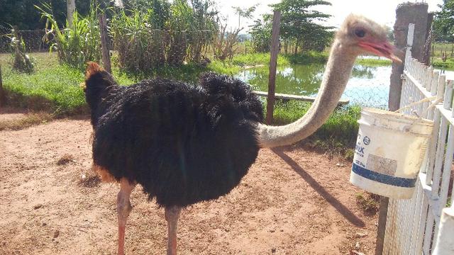 Avestruz macho manso