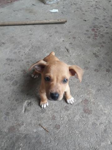 Cachorro pinscher