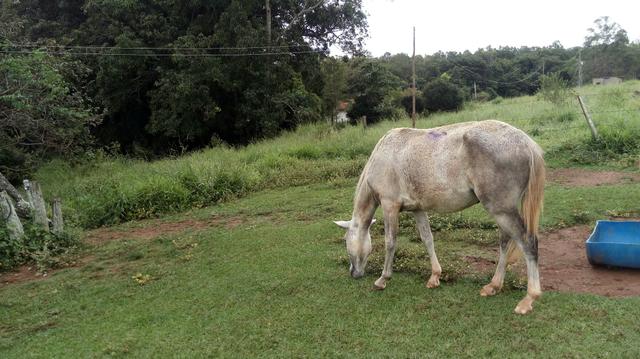 Cavalo machador