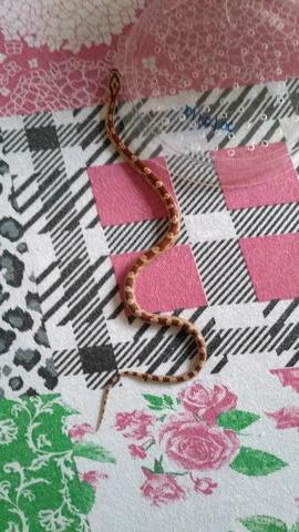 Corn snake