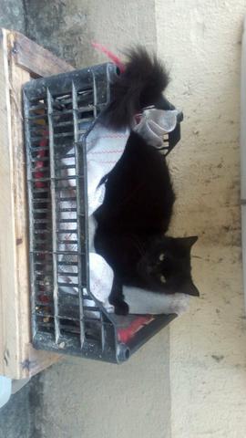 Gatinha para adoção