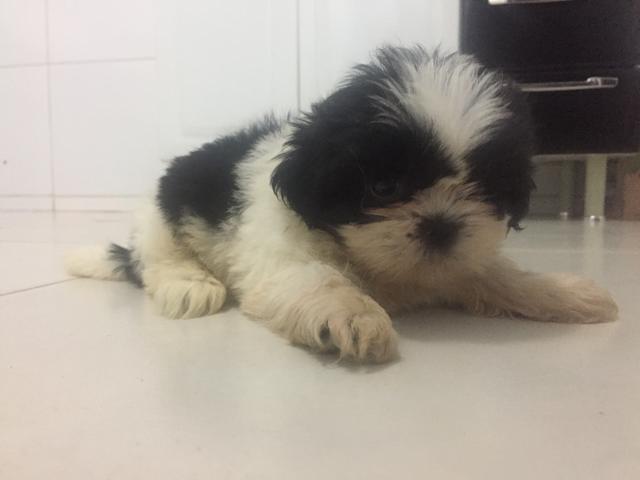 Shih tzu