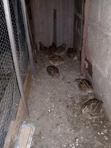 Vendo 10 codornas