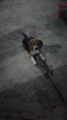 Vendo beagle