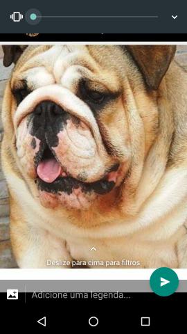 Bulldog ingles cobertura