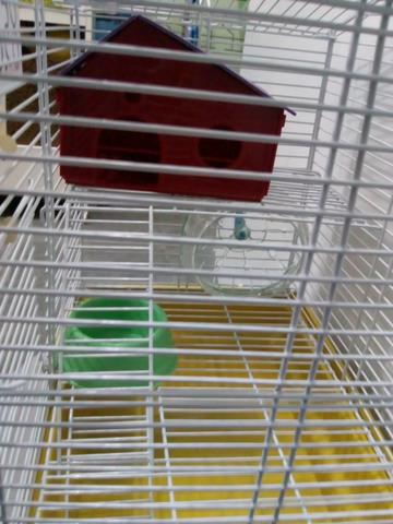 Gaiola para hamster na compra dessa gaiola mais R$10 leva um hamster chinês