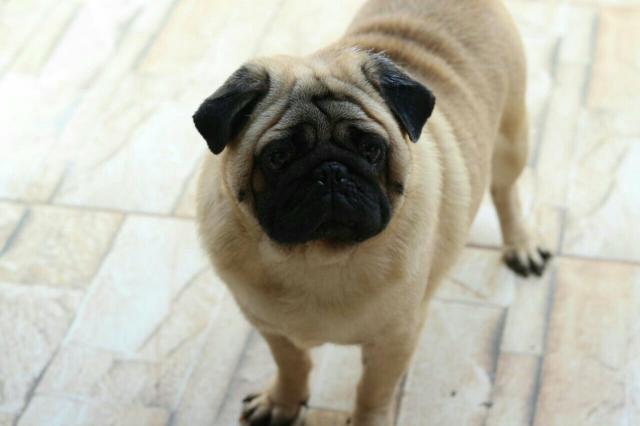 Macho Adulto de Pug