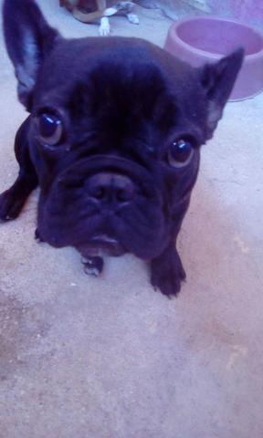 Vendo Bulldog Francês