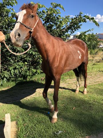 Égua saudável manga larga