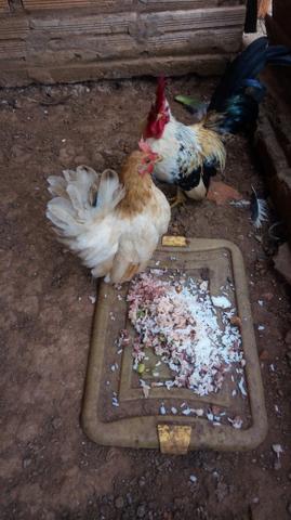 Casal nagasaki puros