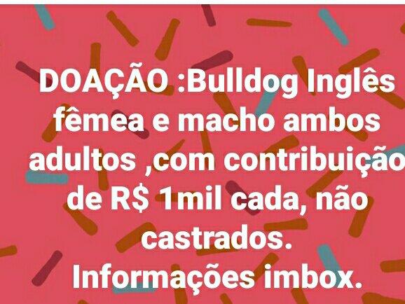 Doação de Bulldog Inglês retirar em Guarulhos