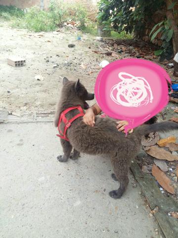 Estou vendendo meu cachorrinho devido não t espaço