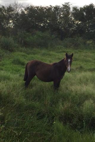 Potra petiça, faço brique