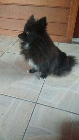 Spitz fêmea 11 meses com pedigree CBKC