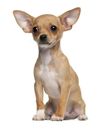 Chihuahua Fêmea - Pelo Curto