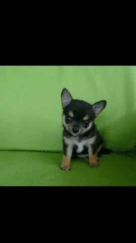 Chihuahua macho miniatura