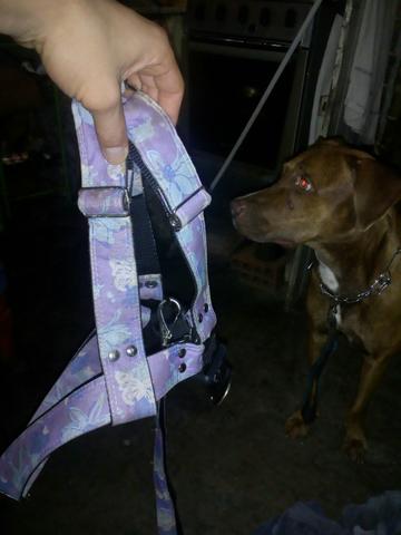 Coleira peitoral nova pra vende logo