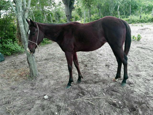 Potra Quarto de Milha