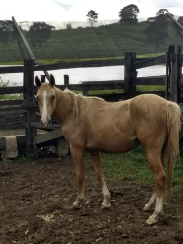 Potras 1/2 sangue quarto de milha