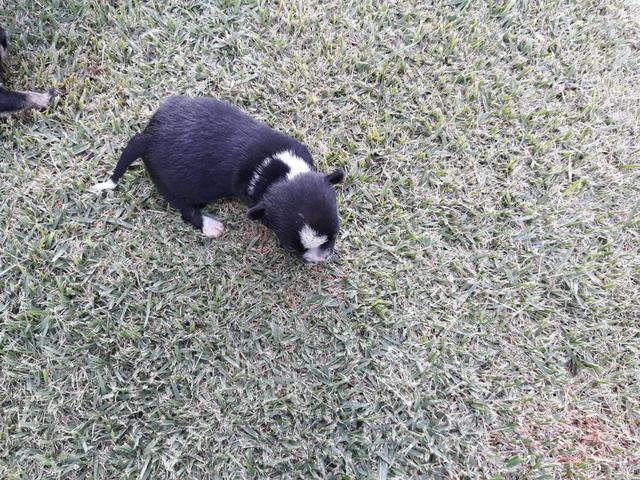 Tenho 2 machinho de chihuahua nasceu dia 1 de abril