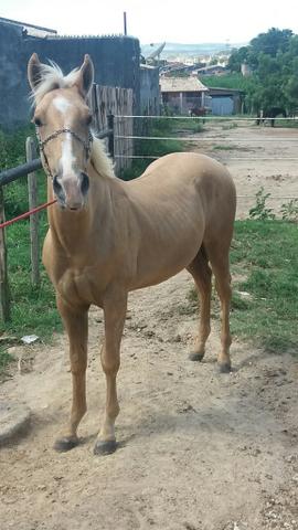 URGENTE pordo quarto de milha