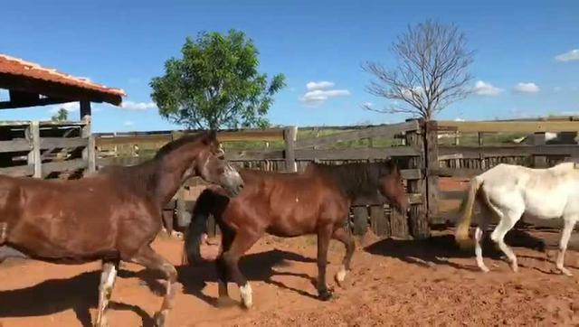 Cavalos e Egua Baratos