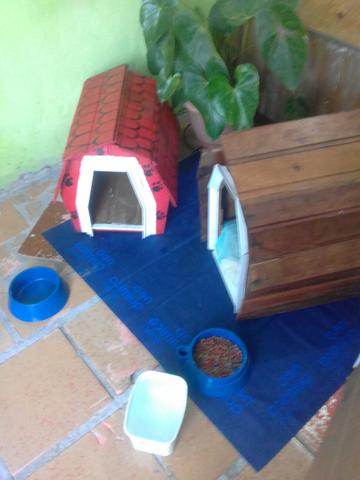 Cães / casinhas.imperdivel