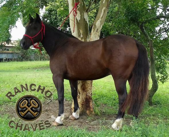 Rancho Chaves - Cavalo Crioulo Castrado Manso e Bom de Laço