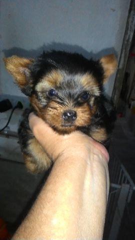 Yorkshire Terrier macho ótimo valor