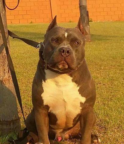 American Bully disponivel para cobertura
