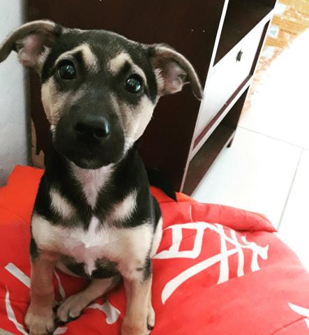 Cadelinha porte médio para adoção