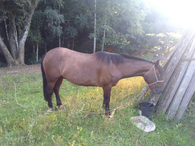 Cavalo crioulo vendo ou troco