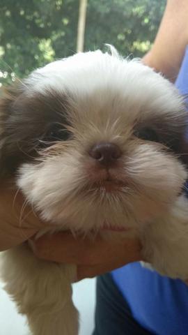 Femea de Shihtzu branca e chocolate