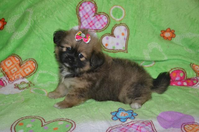 Lhasa apso micro 12x 65 no cartão