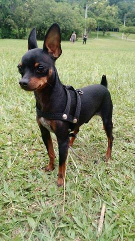 Pinscher para CRUZAR