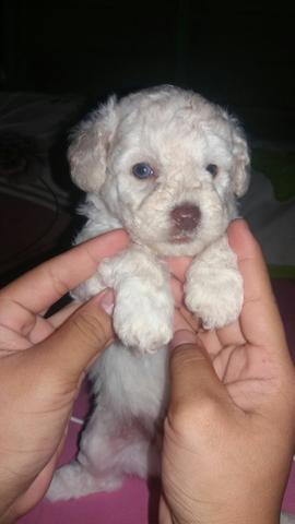 Poodle 1 bem pequeno macho