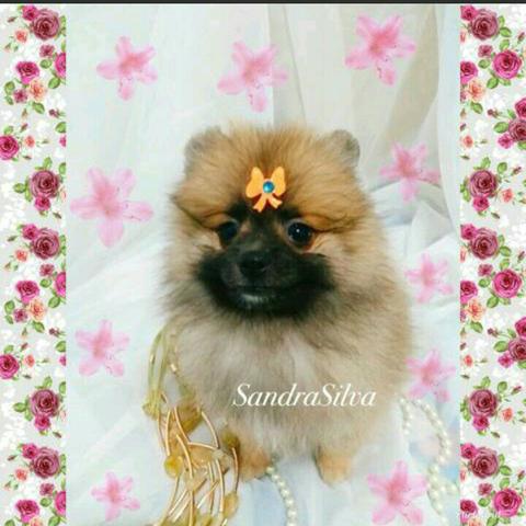 Spitz alemão anao mini