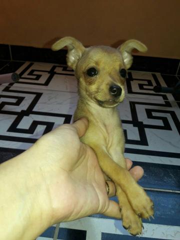 Vende-se pinscher nº 1