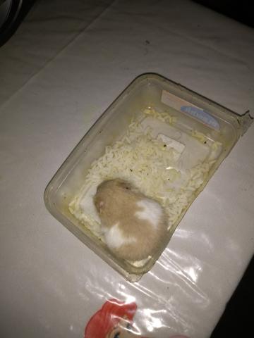 Vende-se un hamsters 20 Reais