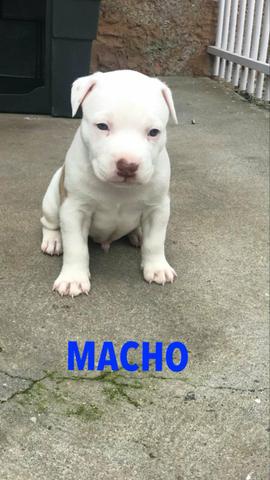 Vendo american pitibull terrier