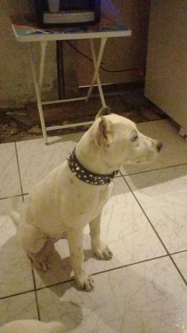 Vendo um pitbull