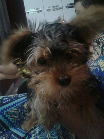 Vendo um yorkshire terrier macho