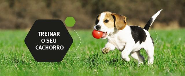 Aprenda Adestramento De Cães Online
