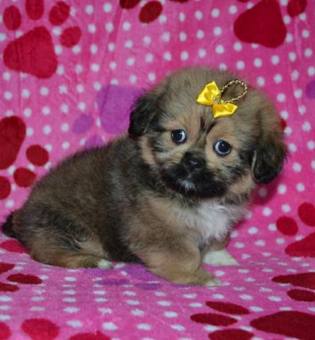 Lhasa apso femea micro 600 ou ate 12x 65 no cartão