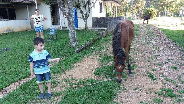Potra Crioula Mansa de Cabresto