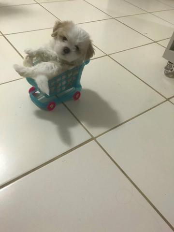 Shih-tzu Fêmea 6 meses