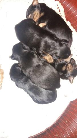 Yorkshire Mini parcelo cartao