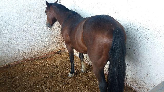 Cavalo Criolo PO 3 anos domado