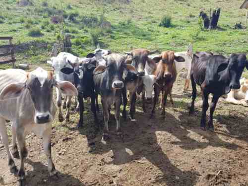 Gado - Garrotes, Novilhas E Vacas - Aceito Troca